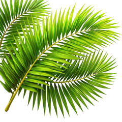 Obraz premium Vibrant green palm fronds