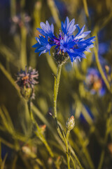 Cornflowers . Field plants on a sunny day in June . Close-up of a flower, blurred background .