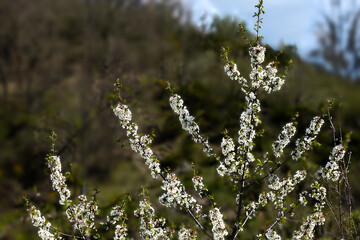 Small details of cherry blossom branches.