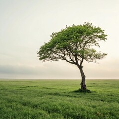 Single Tree on a Grassy Plain Under a Pale Sky