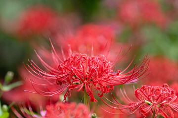 美しい赤色のヒガンバナ