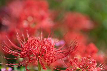 美しい赤色のヒガンバナ