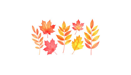 Autumn flowers and leaves background with pumpkins on white background.
