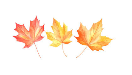 Autumn flowers and leaves background with pumpkins on white background.
