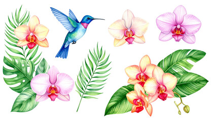 Floral background with hummingbirds in summer on white background.