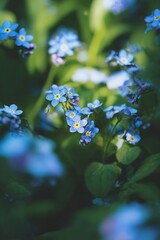 Blue forget me not flowers bloom in a beautiful springtime meadow with sunlight