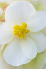 Fototapeta premium Bright yellow center highlights pristine white begonia petals in a beautifully soft floral closeup