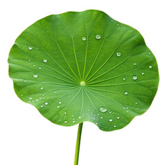 Fototapeta premium Lotus leaf on transparent background 3.png, Lotus leaf on transparent background