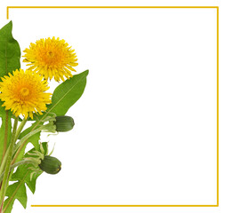 Yellow dandelion flowers and leaves in a corner floral arrangement with frame isolated on white or transparent background
