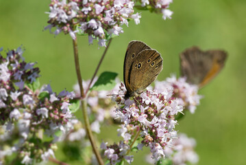 Ringlet (Aphantopus hyperantus) butterfly sitting on a light pink flower in Zurich, Switzerland