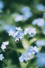 Forgetmenot flowers bloom with soft blue petals and yellow centers in spring