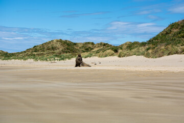 Seal Resting on Sandy Beach with Dunes