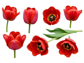 Obraz premium Collection of seven vibrant red tulips with green stems isolated on transparent background