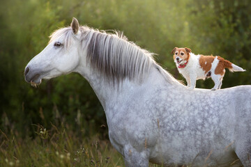 White horse with dog on its back