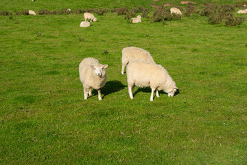 Sheep Grazing in a Sunny Pasture