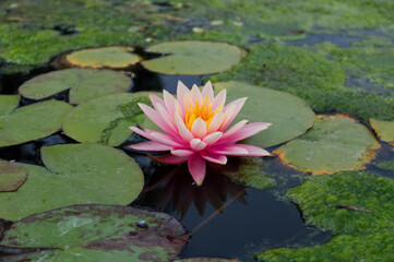 Pink lotus flower on pond with lily pads