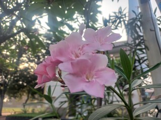 Beautiful pink Oleander flowers in the garden. Full frame photo suitable for background or...