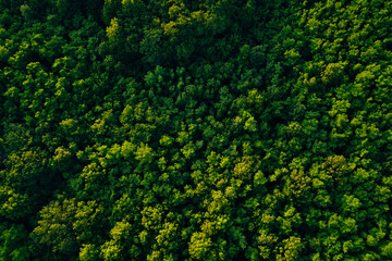 Aerial view of green forest in summer.Clean Environment and Sustainable concept.Forest reduce...