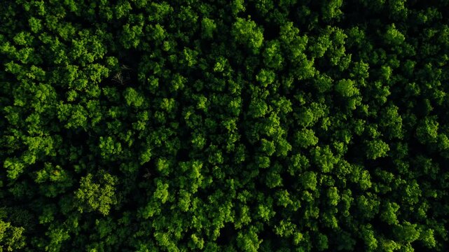 Aerial view of green forest in summer.Clean Environment and Sustainable concept.Forest reduce carbon emissions and clean air. A clean and sustainable environment stops global warming.