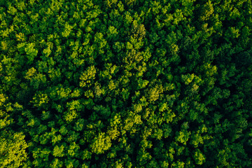 Naklejka premium Forest reduce carbon emissions and clean air. Clean and Sustainable Environment.Green forest in summer with a view from above.Summer birch groves with beautiful texture. 