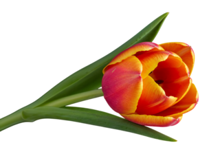 Close up of a vibrant red and yellow tulip flower with green leaves isolated on transparent background