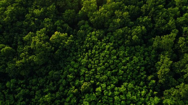 Aerial view of green forest in summer.Clean Environment and Sustainable concept.Forest reduce carbon emissions and clean air. A clean and sustainable environment stops global warming.