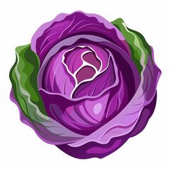 red cabbage isolated on white