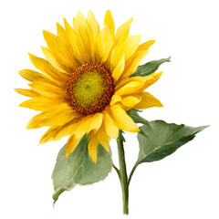 Fototapeta premium Watercolor Sunflower Bloom: A vibrant watercolor painting capturing the radiant beauty of a sunflower in full bloom, showcasing its golden petals and intricate textures. transparent background.