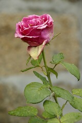 Fototapeta premium Pink rose with green leaves growing in front of stone wall