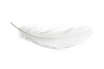 Delicate white feather floating lightly detailed plume bird angelic soft texture isolated element graphic design resource isolated on transparent background