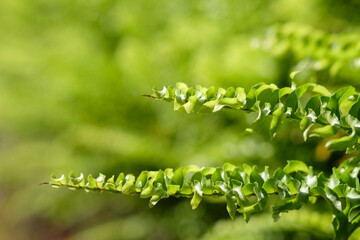 Close up of green fern leaves with shallow depth of field.