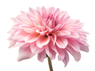 Pink Dahlia Bloom isolated on a transparent background