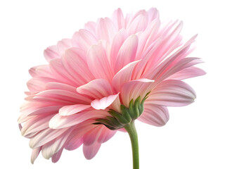 Pink Gerbera Daisy Bloom isolated on a transparent background