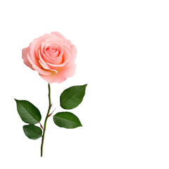 A single soft pink rose with green leaves on a slender stem.