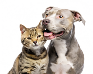 Tabby cat and grey pitbull isolated on a transparent background