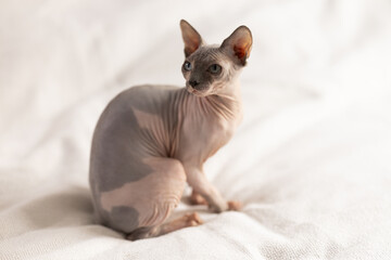 Hairless domestic pet, kitten of Sphynx breed