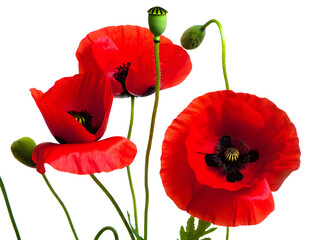 Vibrant red poppies with green buds isolated on a transparent background