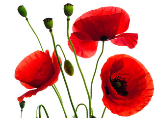 Vibrant red poppies with green buds isolated on a transparent background
