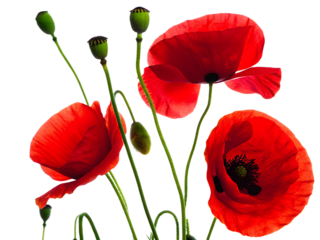 Vibrant red poppies with green buds isolated on a transparent background