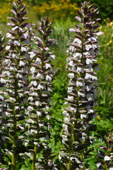 Flowers of bear's breeches (Acanthus mollis) of the acanthus family (Acanthaceae). Dutch garden. Summer, July