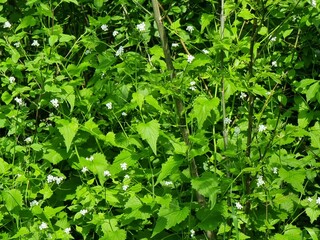 White flowers on a green background. Garlic mustard. Scientific name is Alliaria petiolata.