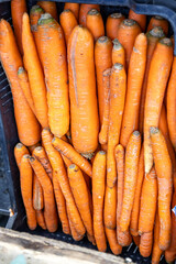 Rustic fresh carrots at farmers market.