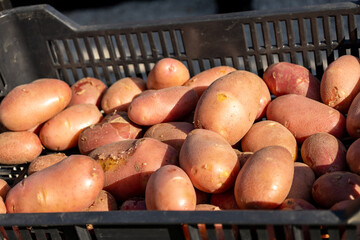 Fresh red new potatoes at farmers market
