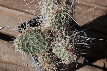 Opuntia polyacantha Dubios Ranch Wyoming kaktus opuncja