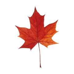 Vector watercolor illustration / 水彩テイストの紅葉イラスト