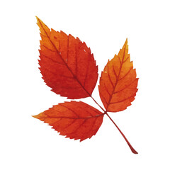 Vector watercolor illustration / 水彩テイストの紅葉イラスト