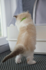 1 month old ragdoll kitten is climbing into the litter box, domestic cat
