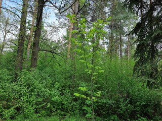 green forest in the park

