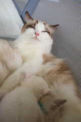 A mother Ragdoll cat is looking after her newborn, 1 month old, kittens.