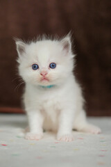 1 month old ragdoll kitten looking at the camera, domestic cat